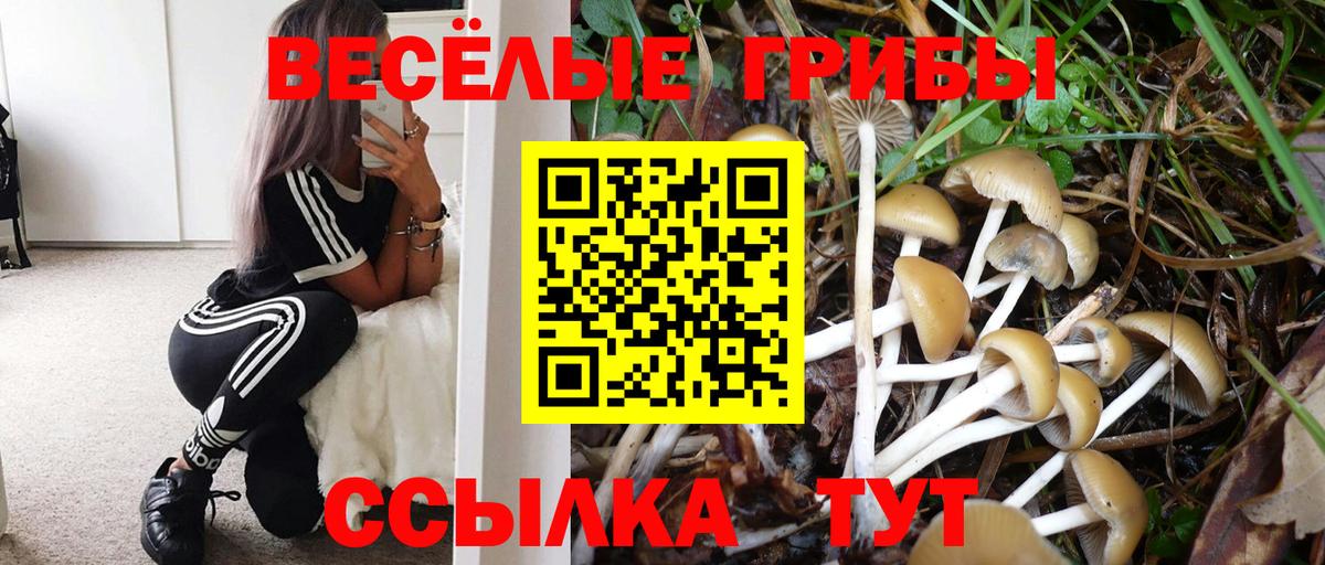 Галлюциногенные грибы Psilocybe Красноярск